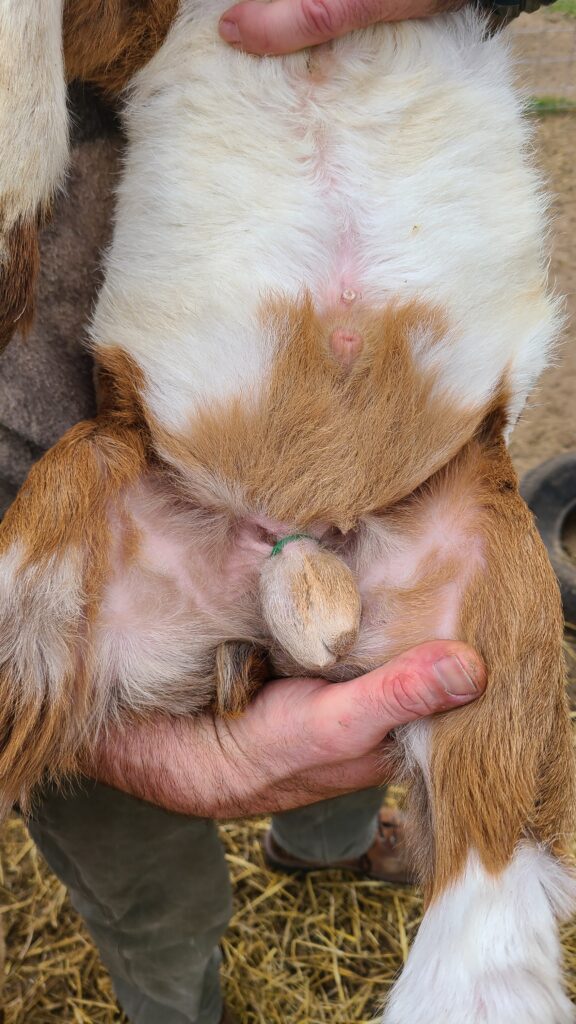 Banded buck kid
