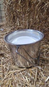 Stainless steel milk pail with goat milk in it.
