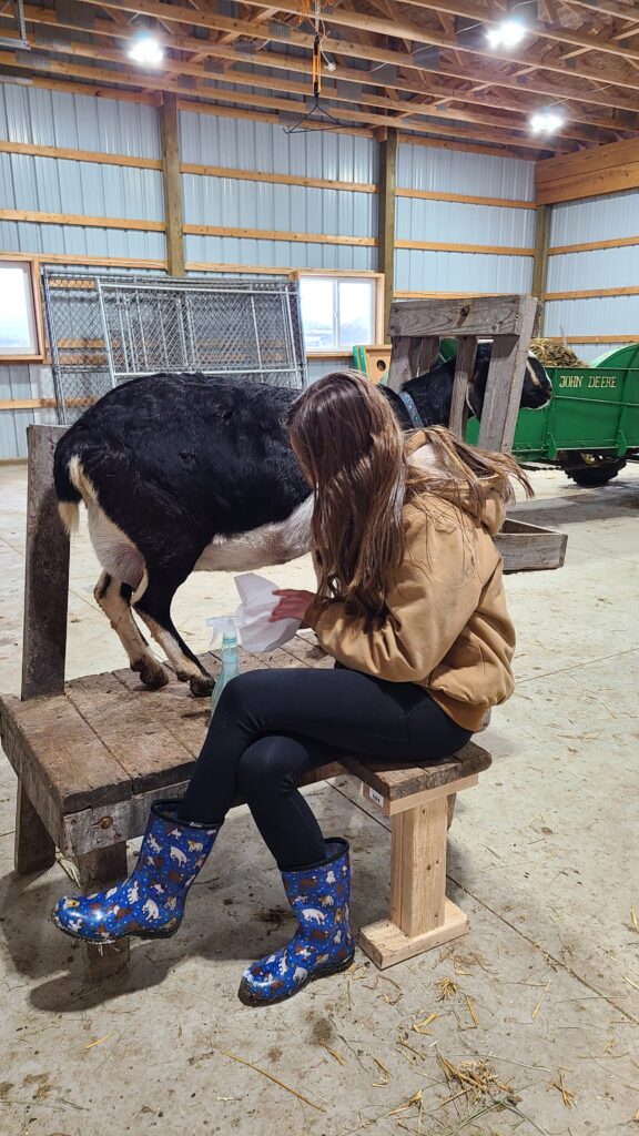 Girl milking a dairy goat.