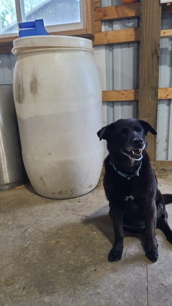 50 gallon drum with a dog sitting beside it