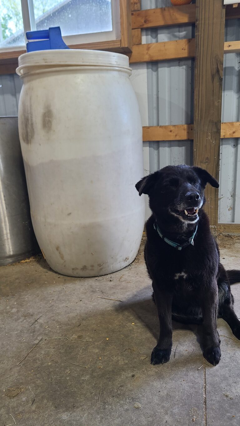 Dog sitting by a 50 gallon drum