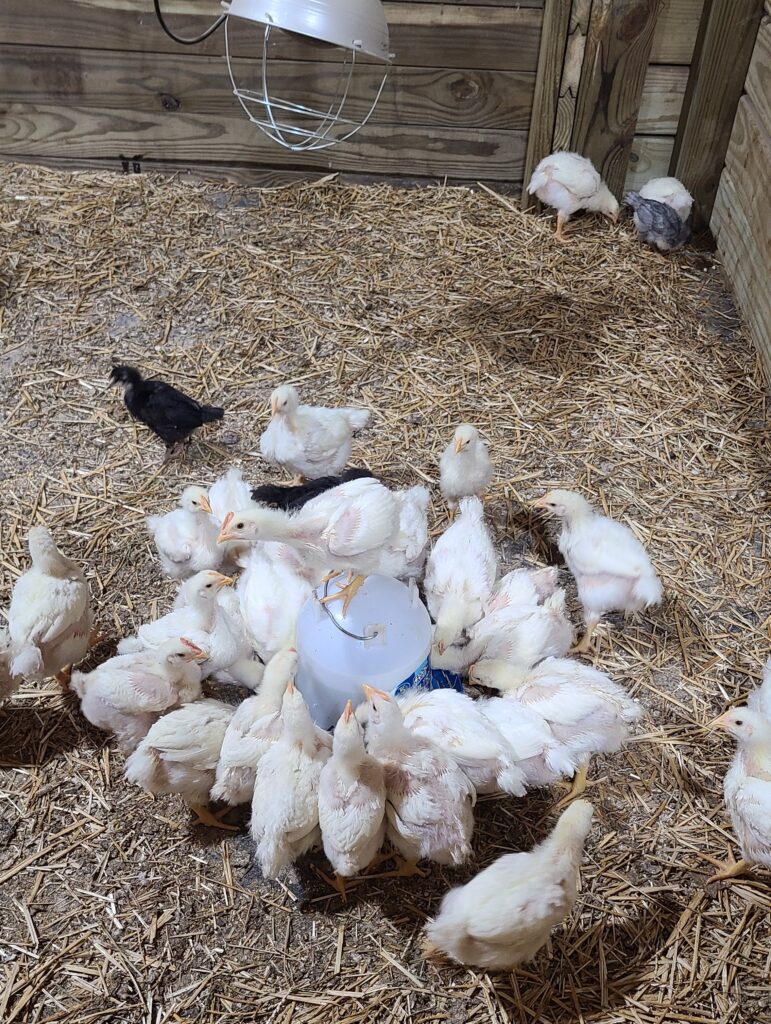 Horse stall used as a brooder box with white and black chickens in it