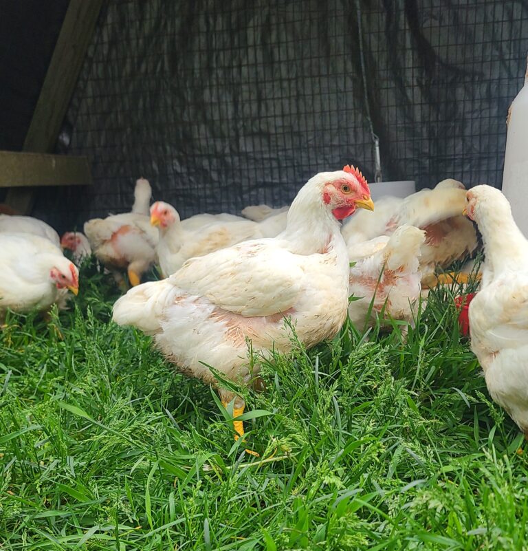 7 Reasons to Raise the Cornish-Cross Breed of Meat Chickens