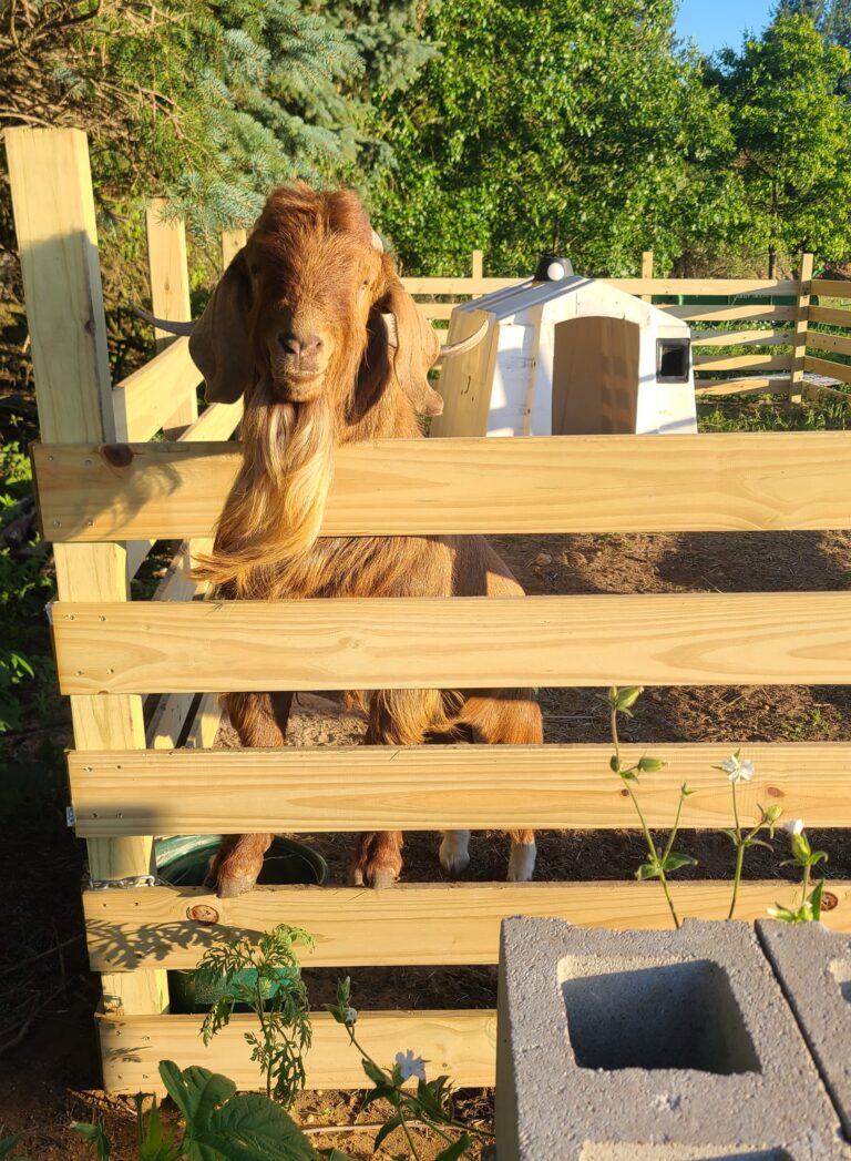 Large brown male goat looking over the edge of a wooden fence