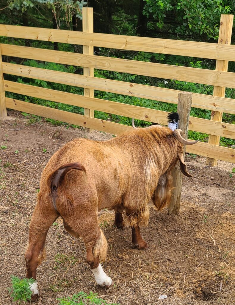 Boer buck rubbing his head on a homemade scratching post