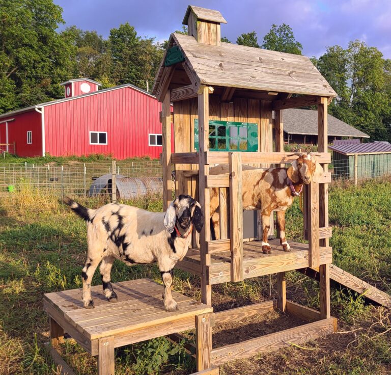 Goats playing on an old jungle gym.