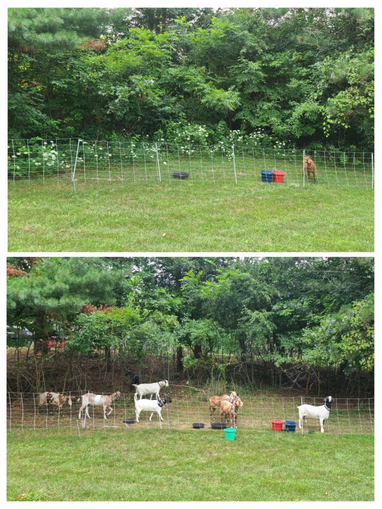 Before and after photos showing what goats can do to manage brush.