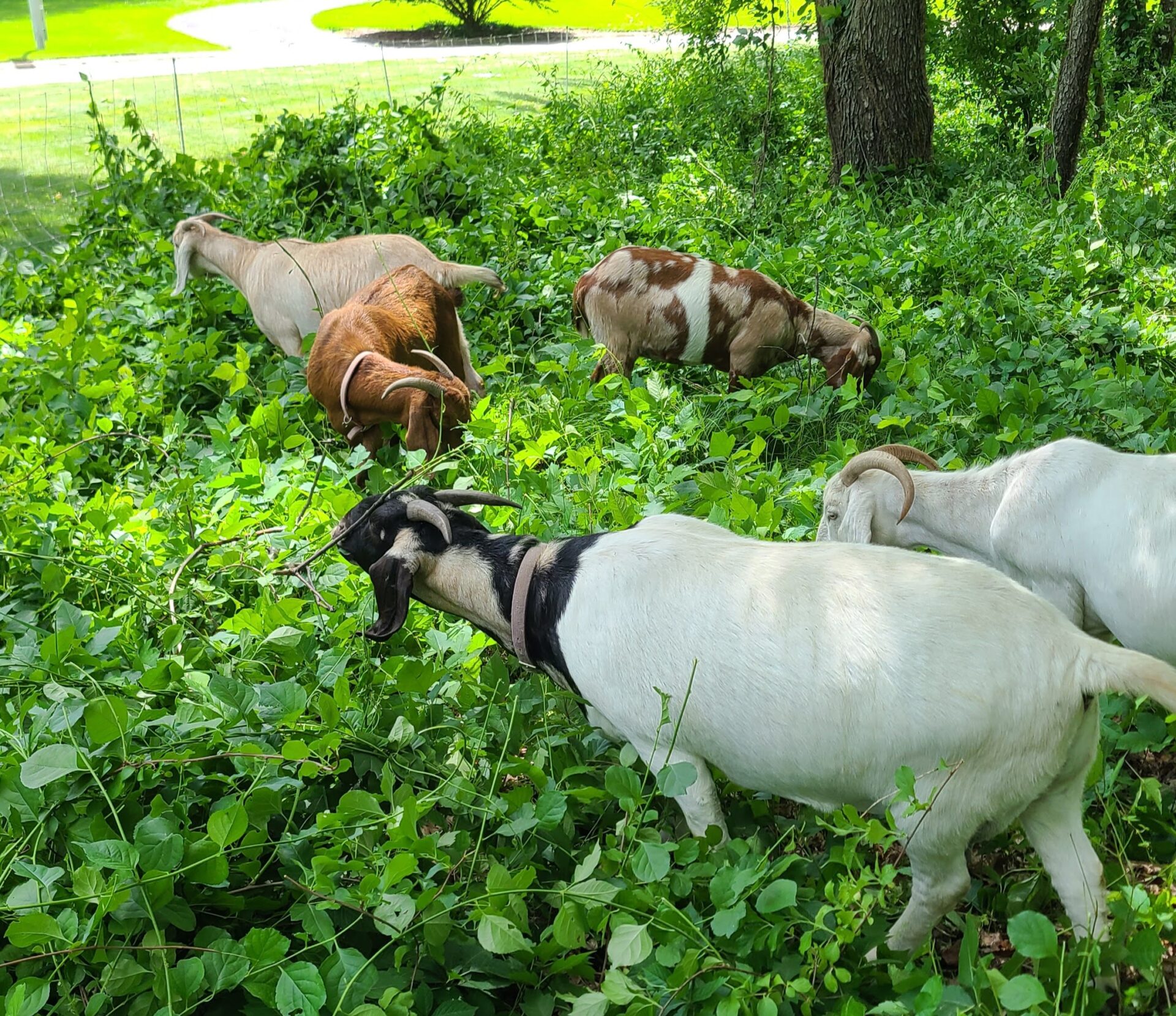 Goats eating climbing bittersweet in a neighborhood.
