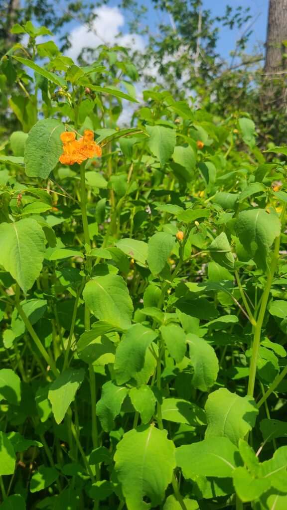 Wild growing jewelweed.