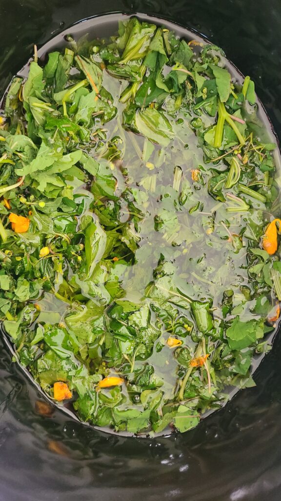 Slow cooker full of chopped jewelweed and olive oil.