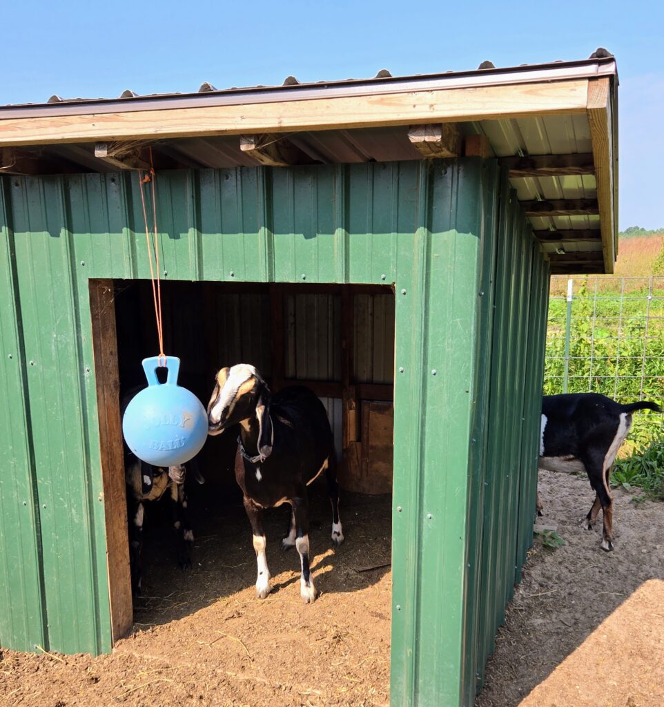 Goat playing with a ball hanging in the doorway of a goat shed.