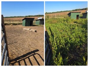 Left side: an animal pen, free of vegetation. A dry lot. Right: an animal pen overgrown with pigweed.