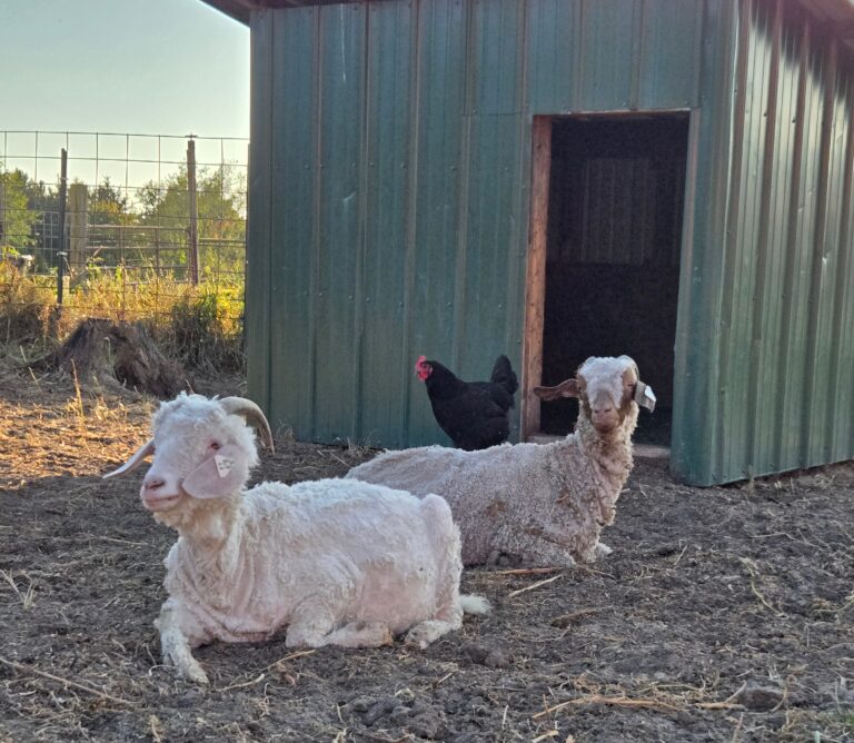 Two angora goats and a chicken laying in front of a shed.
