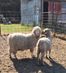 Angora goats, a buck and a doe looking at eachother.