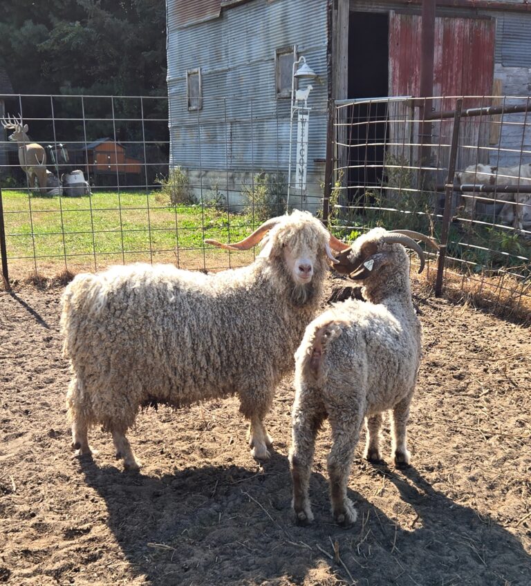 Angora goats, a buck and a doe looking at each other.