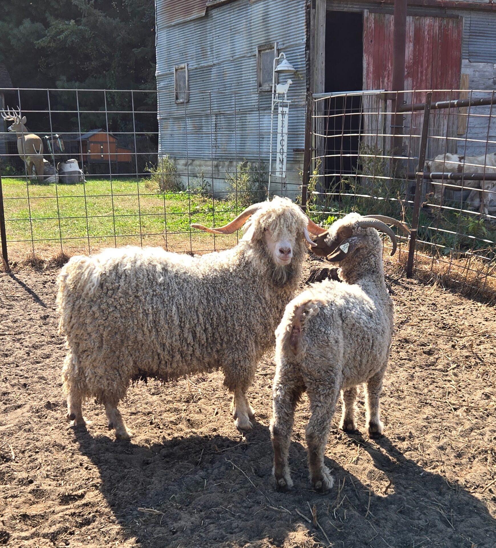 Angora goats, a buck and a doe looking at each other.