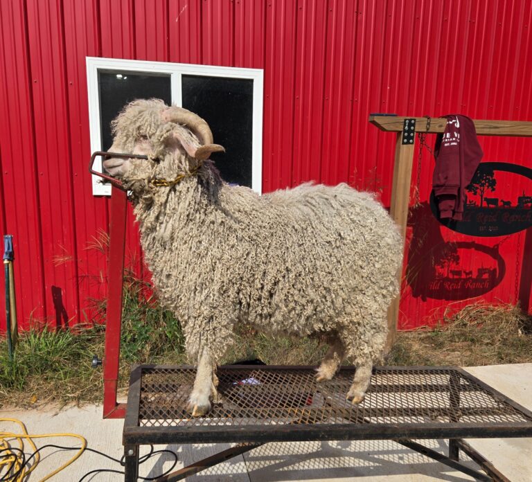 How to Shear an Angora Goat
