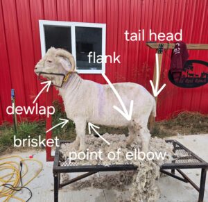 Angora goat with body parts labeled.