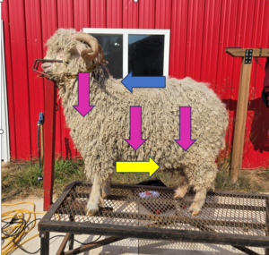 Angora goat with directional arrows for shearing overlaid.
