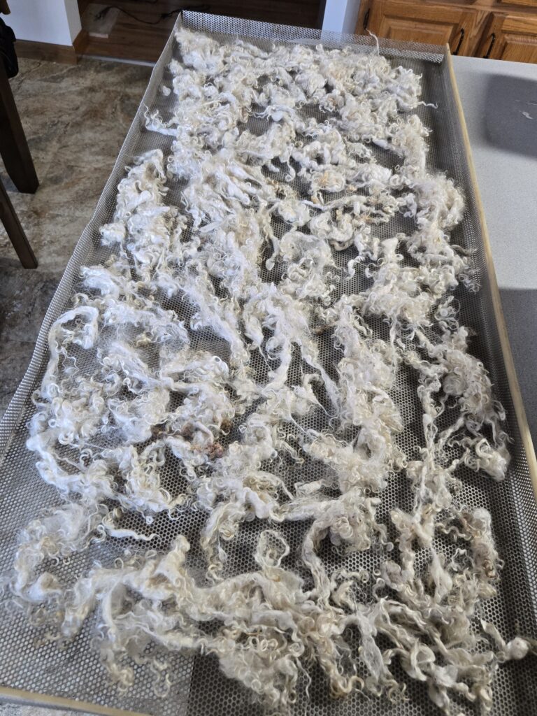 Perforated metal rack with mohair drying on it