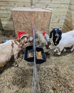 Two does and kids in a shared box stall kidding pen.