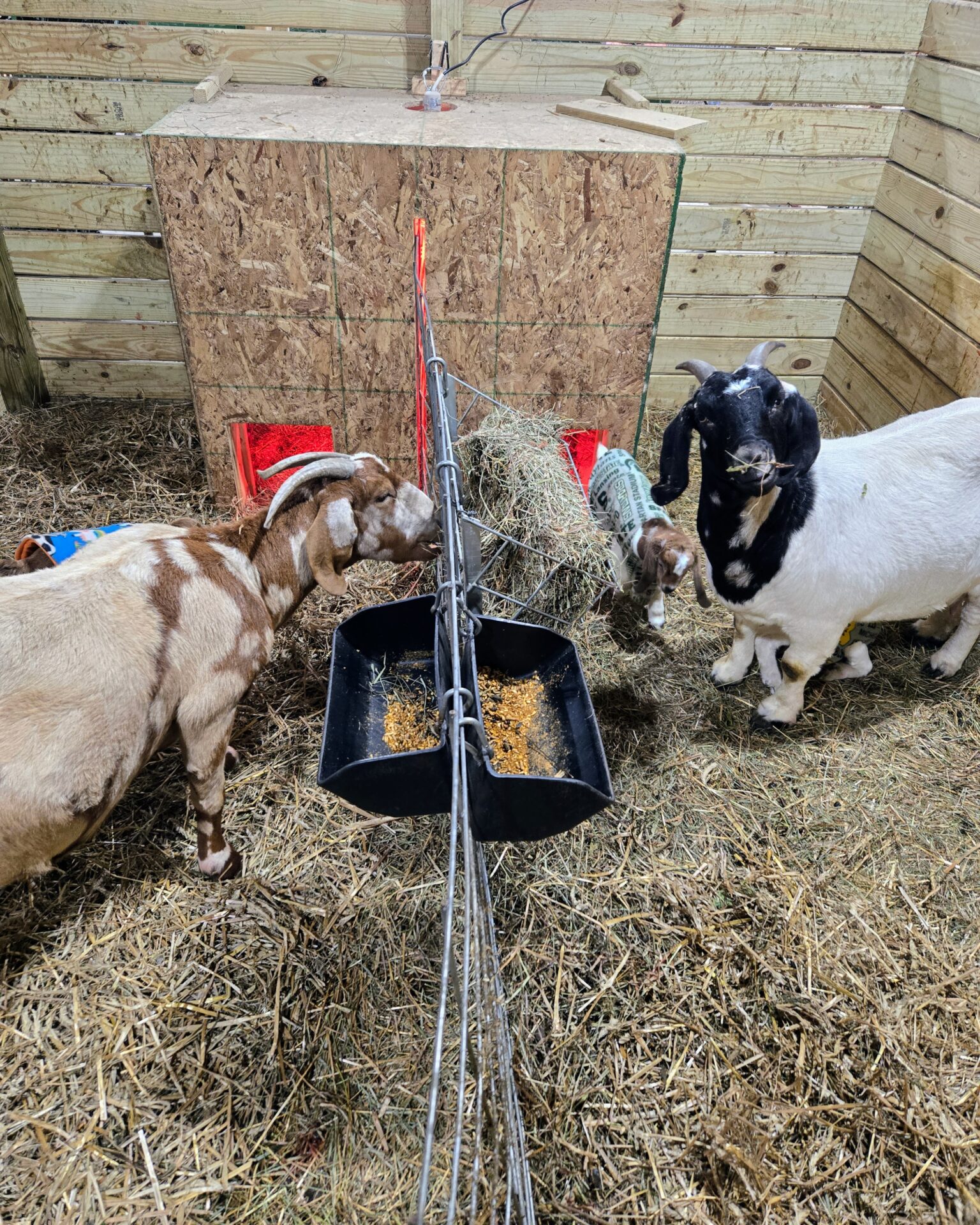 Two does and kids in a shared box stall kidding pen.