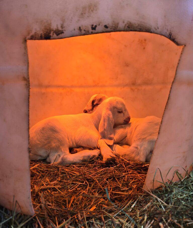 Two white baby goats inside a homemade kid warming barrel.