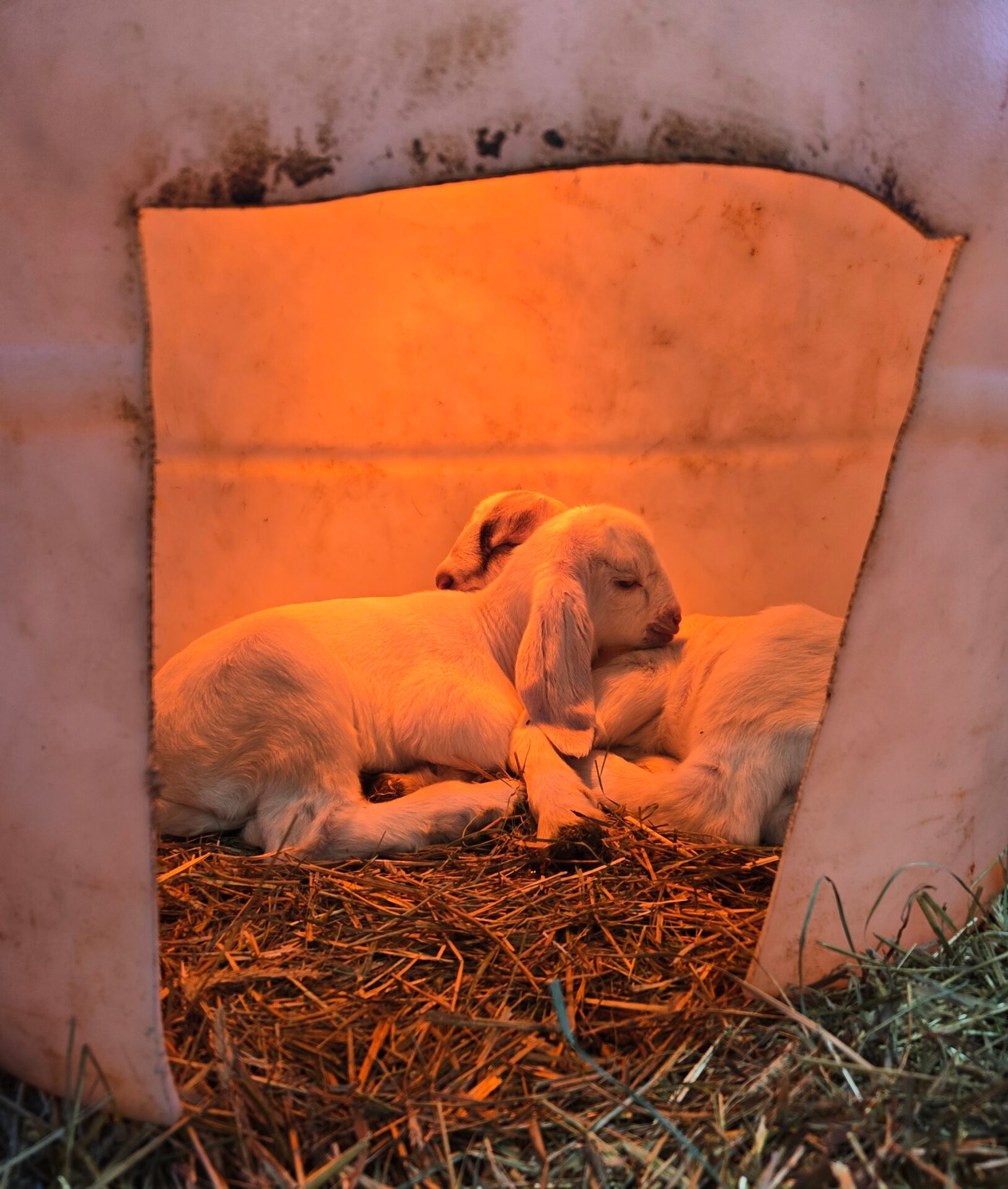 Two white baby goats inside a homemade kid warming barrel.