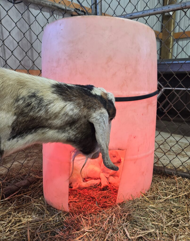 Mother goat looking into a kid warming barrel with two baby goats inside.