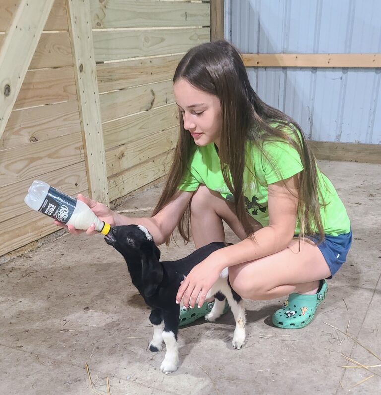 A young girl bottle feeding a black and white baby goat.