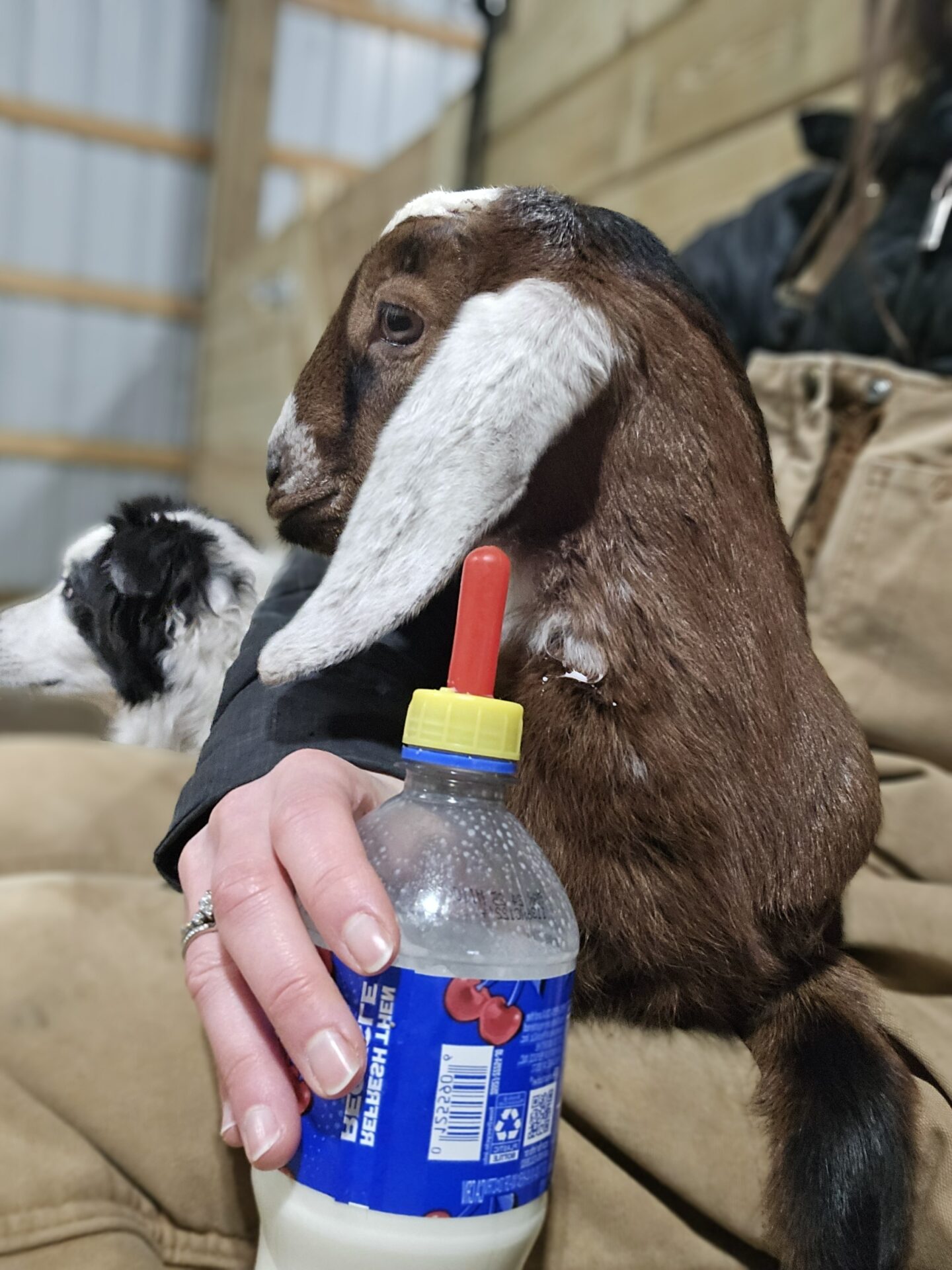 Baby goat and a bottle in a person's lap