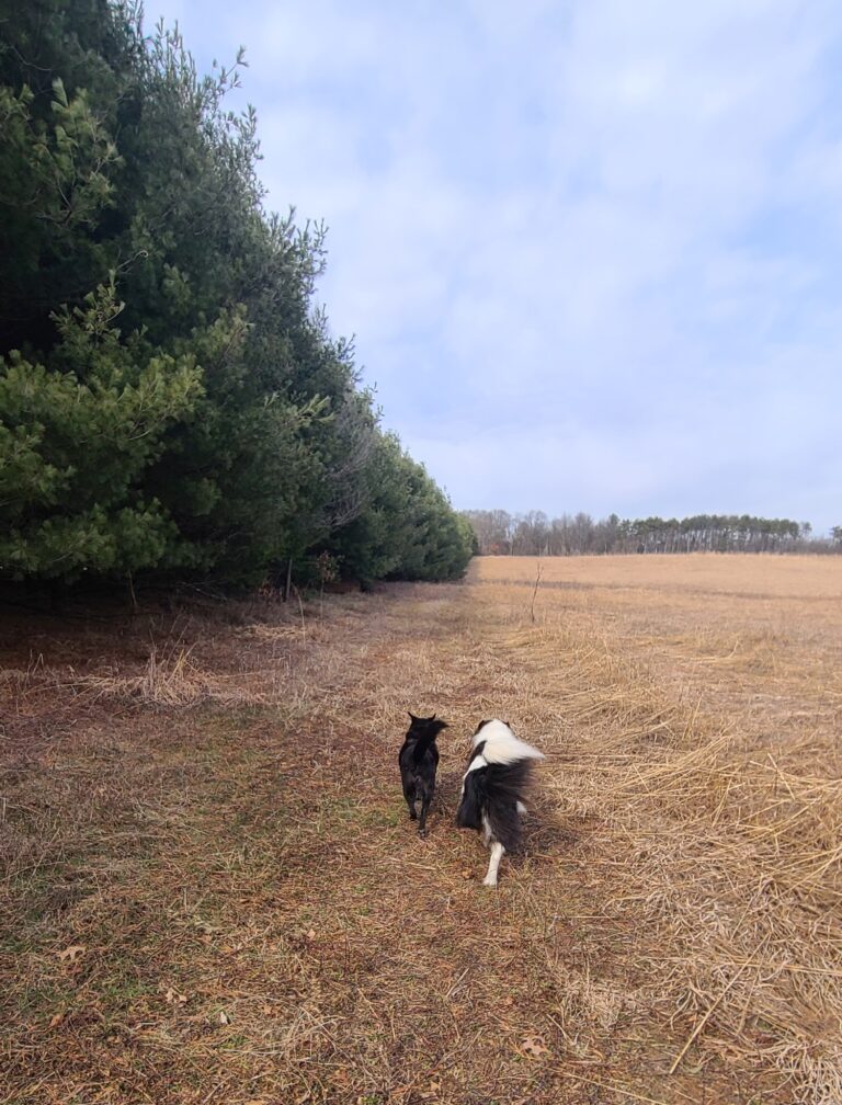 Two dogs walking next to a stand of white pines.