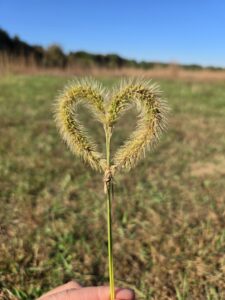 A piece of long grass bent into a heart shape.