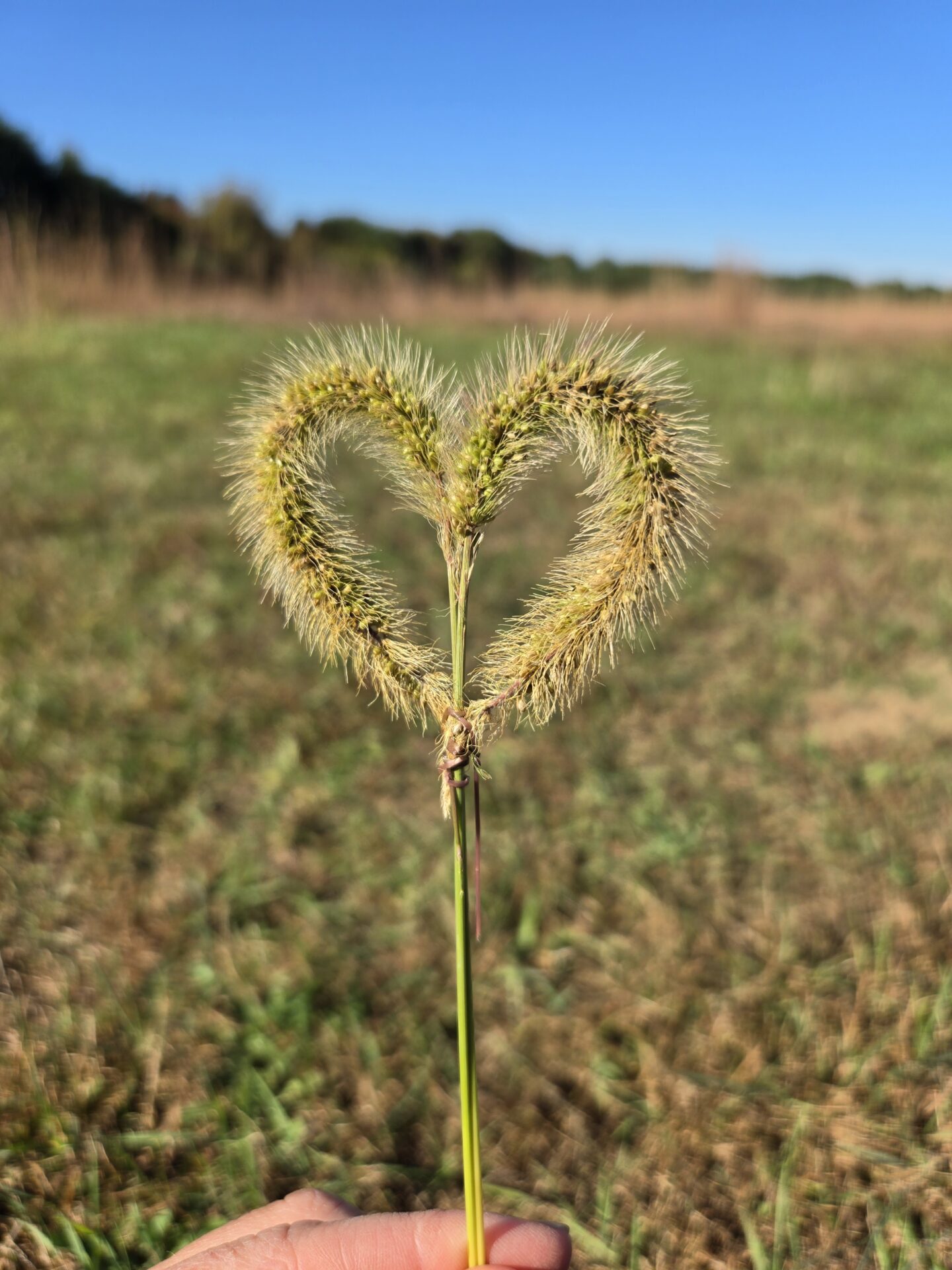 A piece of long grass bent into a heart shape.