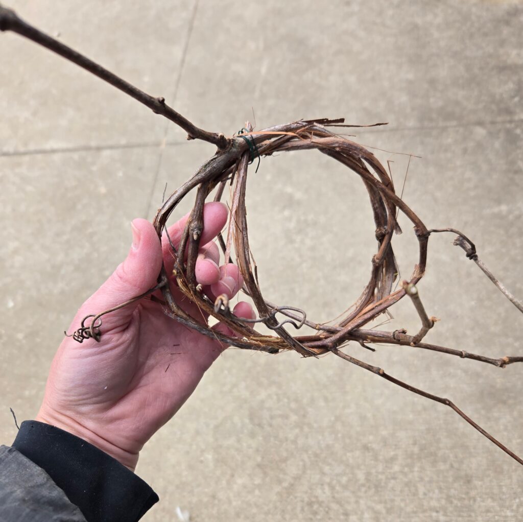 Grapevine bent into the initial ball shape.