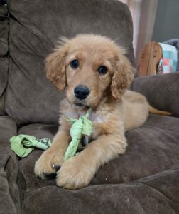 Puppy chewing on a homemade toy.
