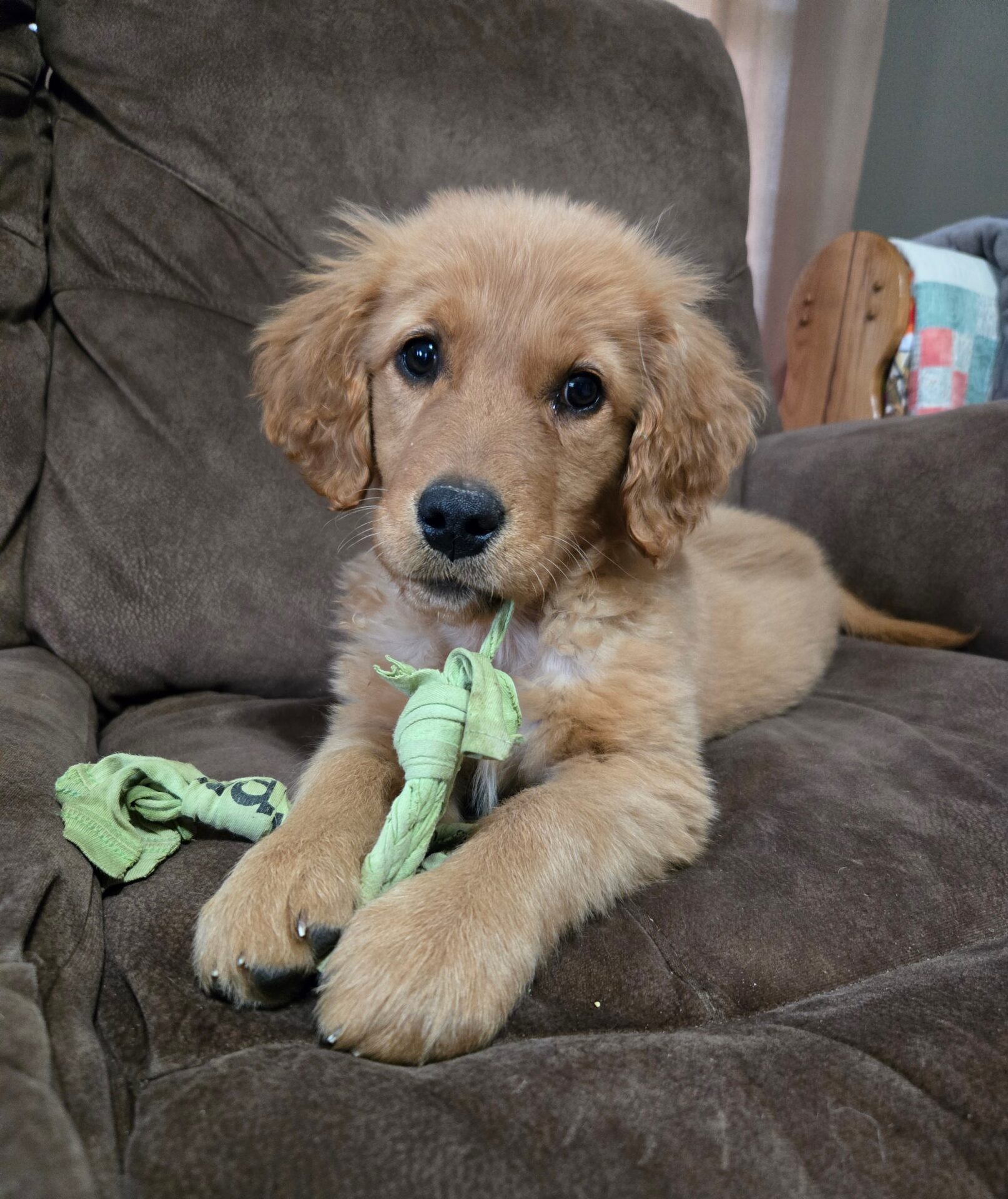 Golden Retriever puppy playing with a DIY rope toy.