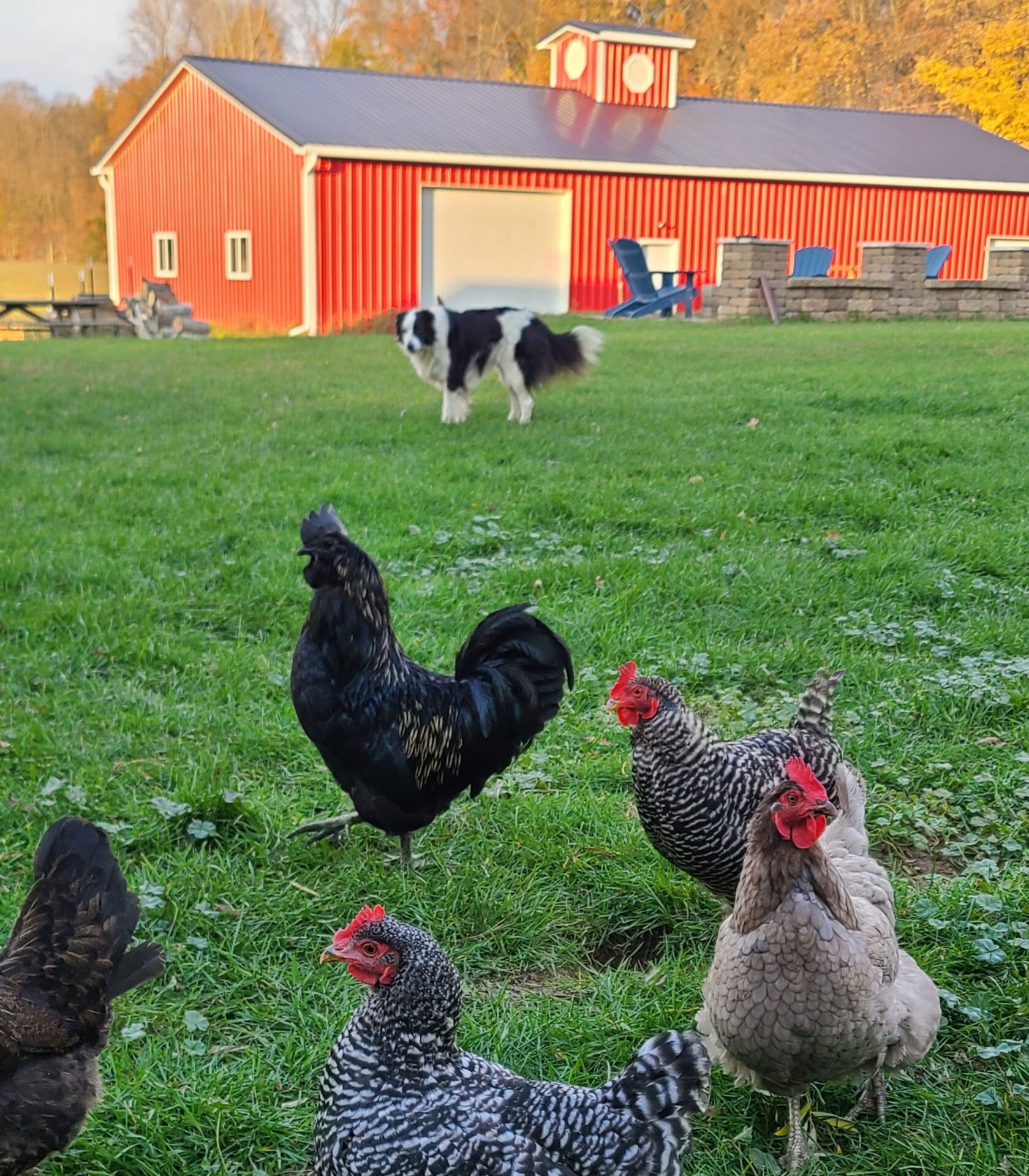 A black and white dog with some chickens in front of a barn.