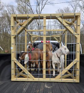 Goats in a cage in the back of a truck bed.