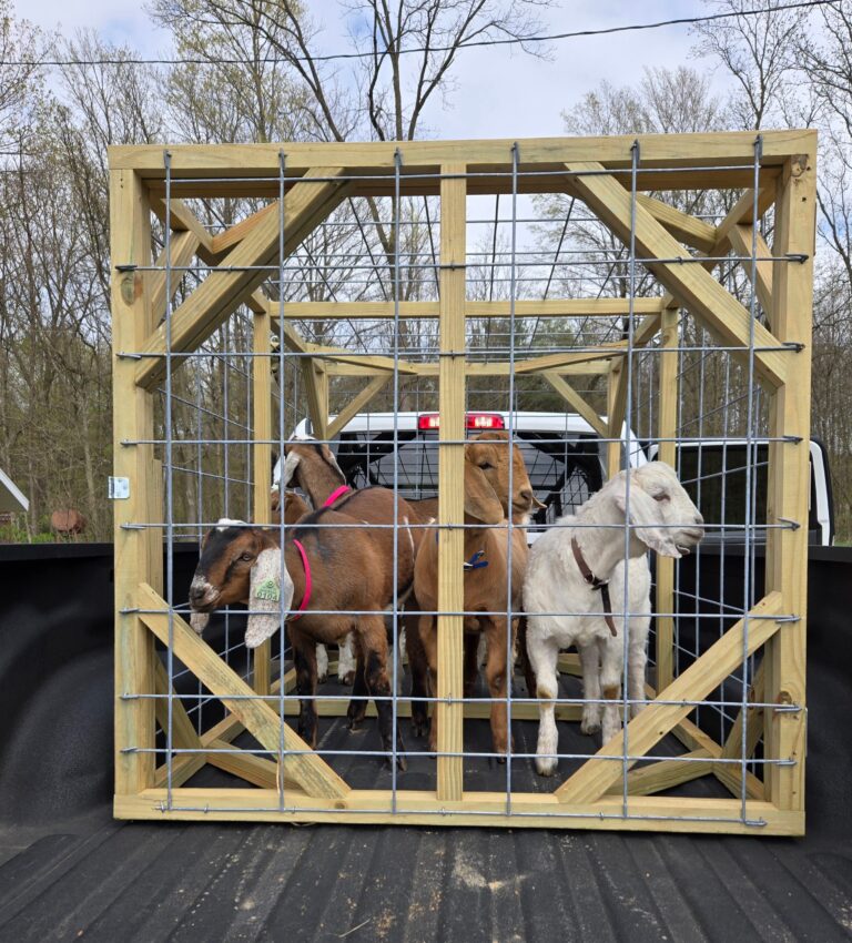 Goats in a cage in the back of a truck bed.