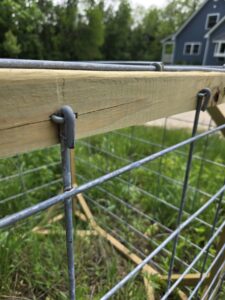Bent cattle panel over a fencing staple.