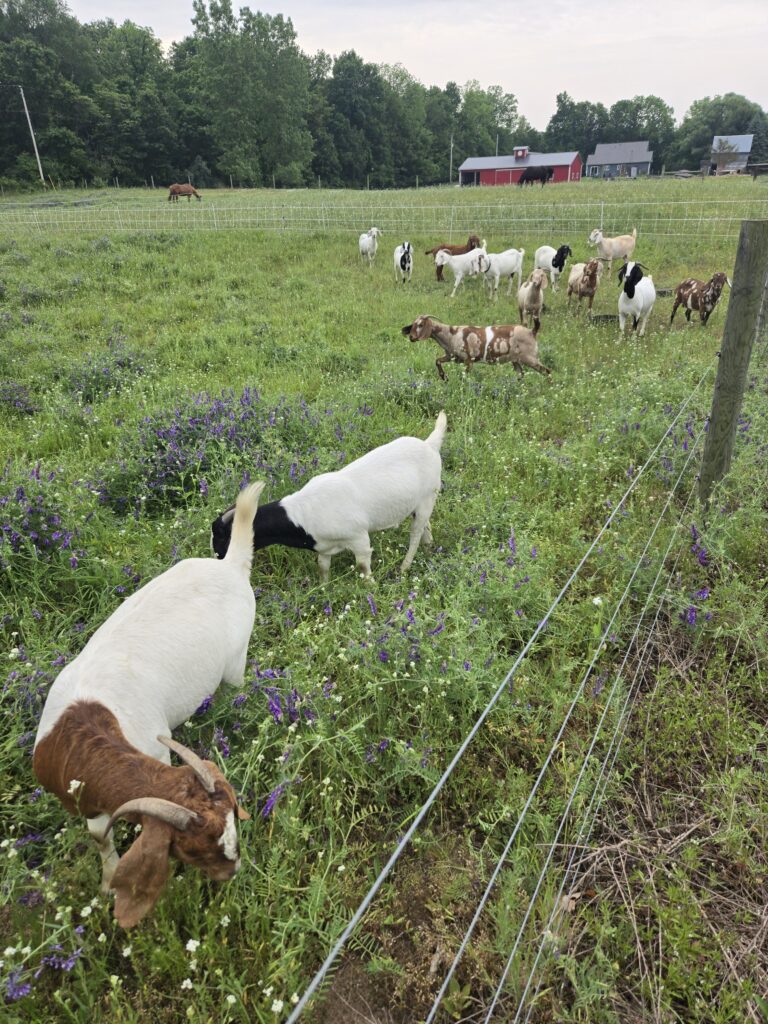 A herd of goats in a field.