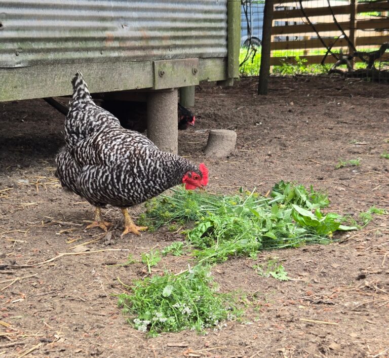 Chicken pecking at fresh cut herbs.