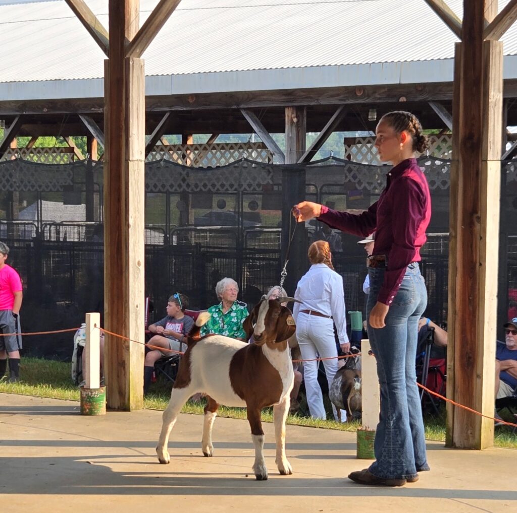 Girl showing a Boer goat. 