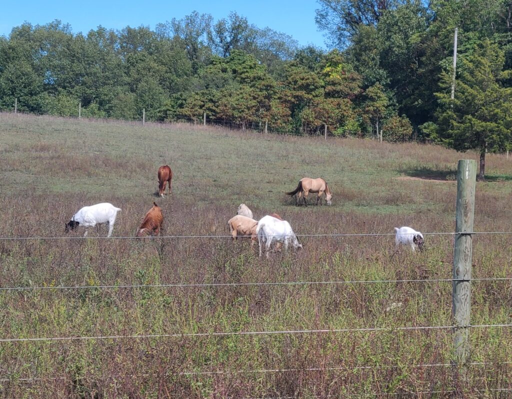 Horses and goats grazing in the same pasture.