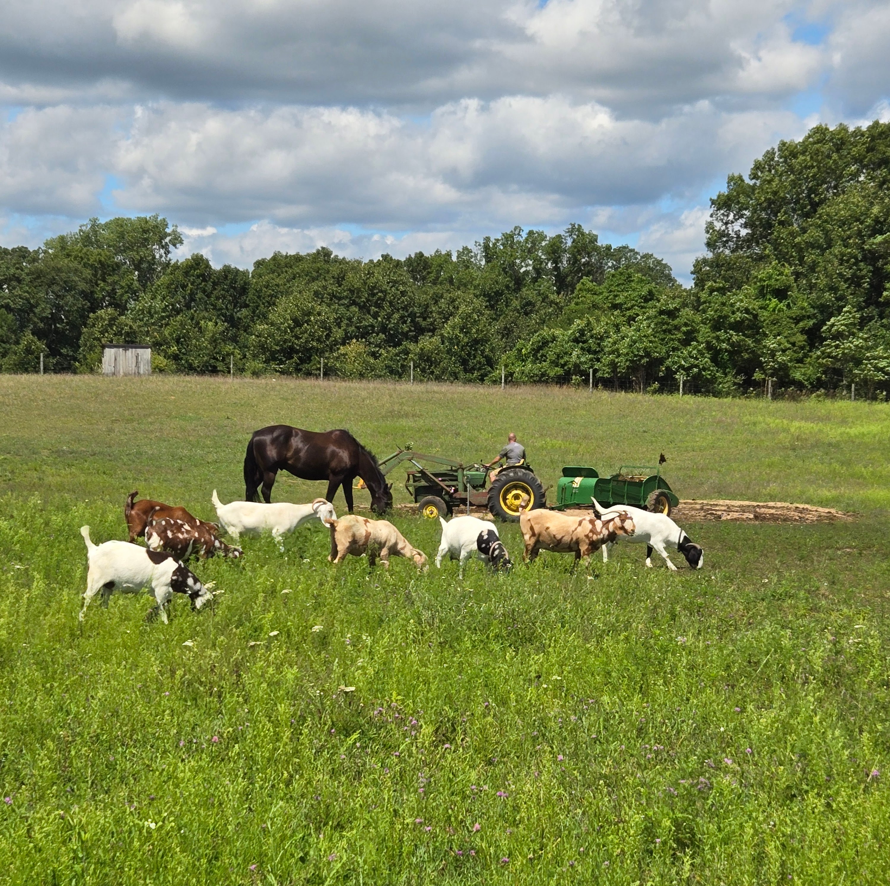 7 Reasons to Try Grazing Goats with Horses