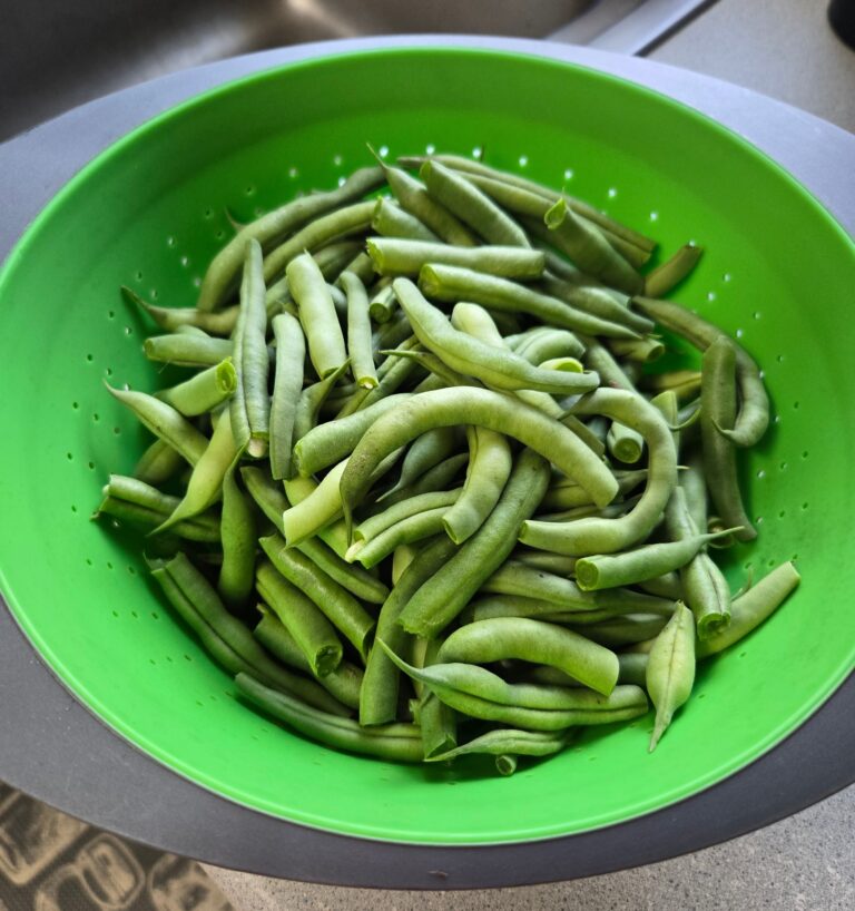 A colander full of fresh green beans.