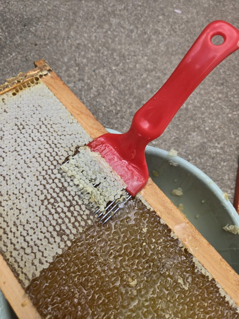 Honey scratcher on a frame of capped honey.