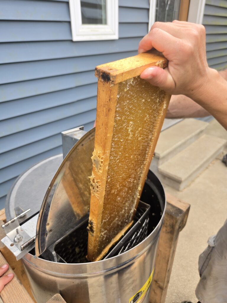 Loading a frame of honey into a honey extractor to harvest honey