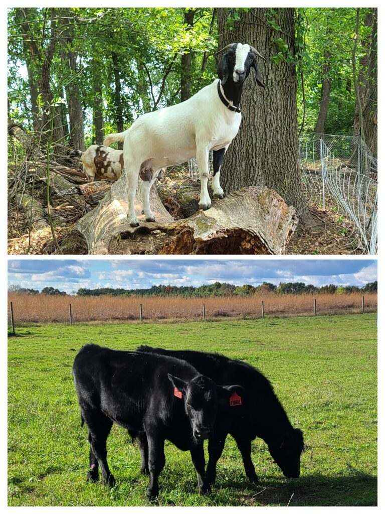 A collage showing a picture of meat goats on a log on top of a picture of two black cows